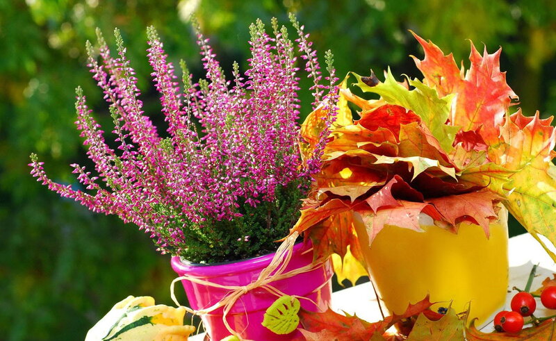 Purple Heather in Pot