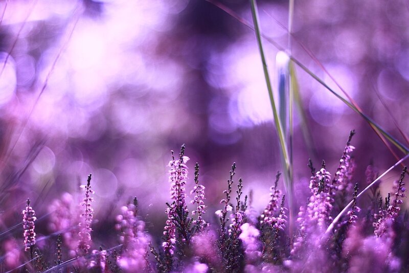 Purple heather in soft focus