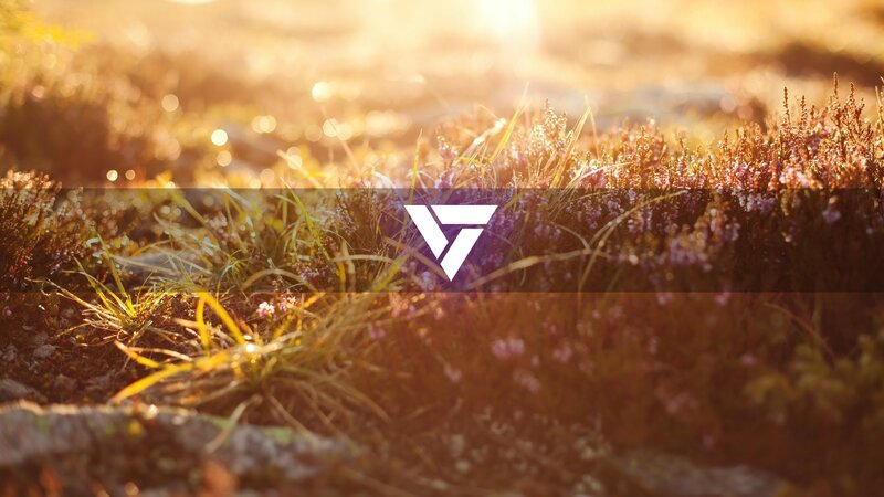 Purple Heather in Sunlight — Gold