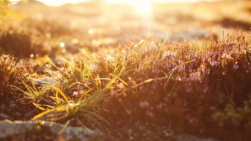Purple Heather in Sunlight — Serene, Sunset