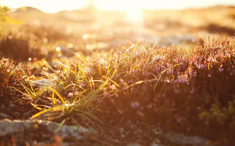 Purple Heather in Sunlight — Serene