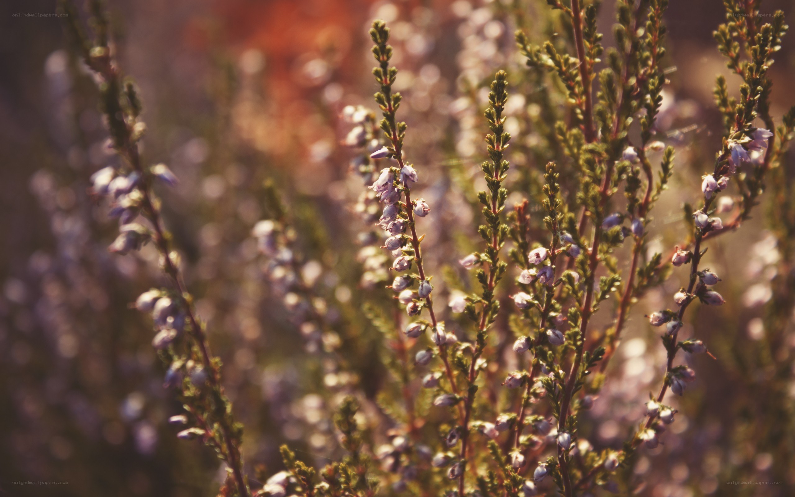 purple heather in sunlight