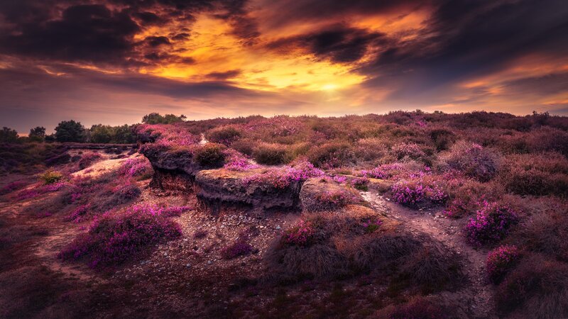 Purple Heather Landscape — Dramatic