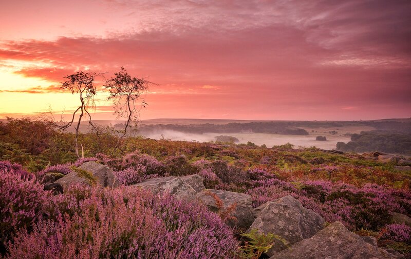 Purple Heather Landscape — Pink