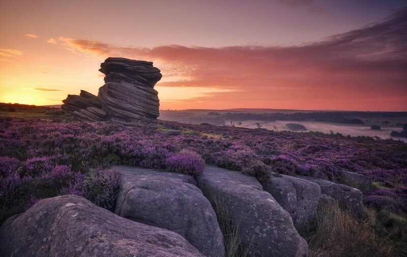 Purple Heather Landscape — Serene, Sunrise