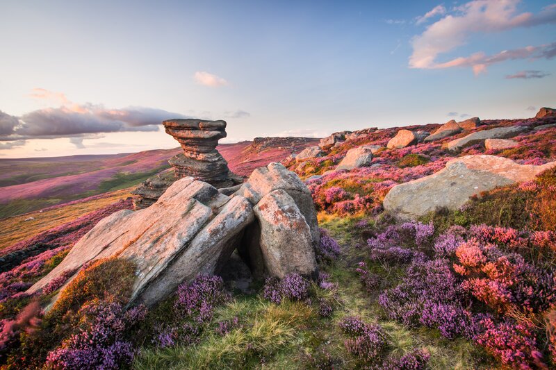 Purple Heather Landscape — Serene, Sunset