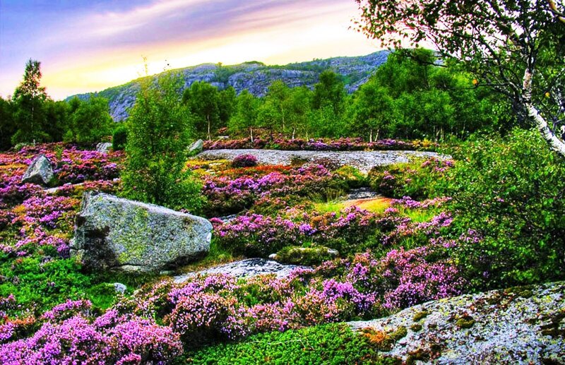 Purple Heather Landscape — Serene