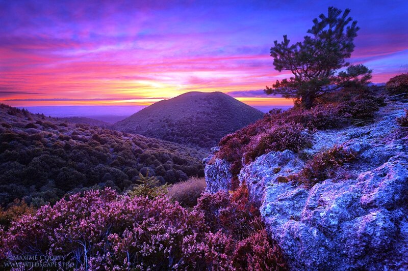Purple Heather Landscape
