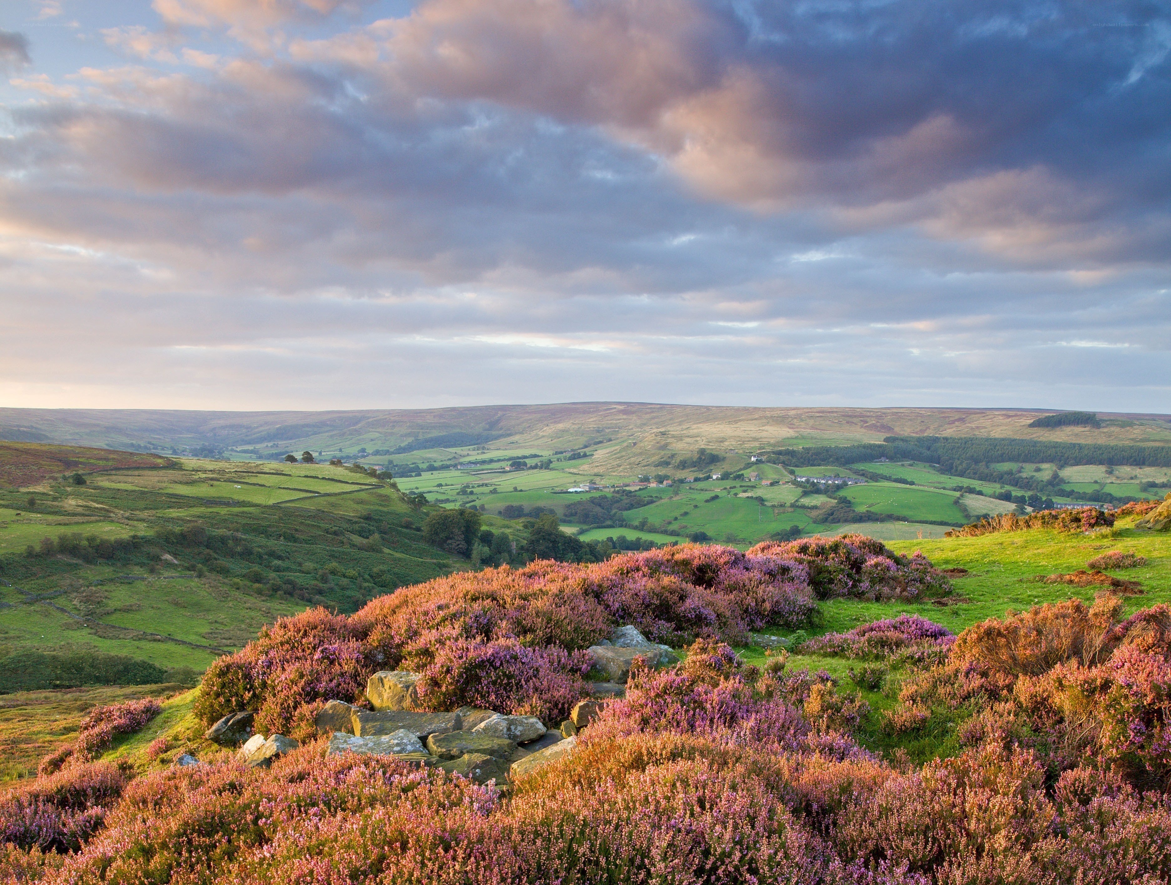 Purple heather on a hillside