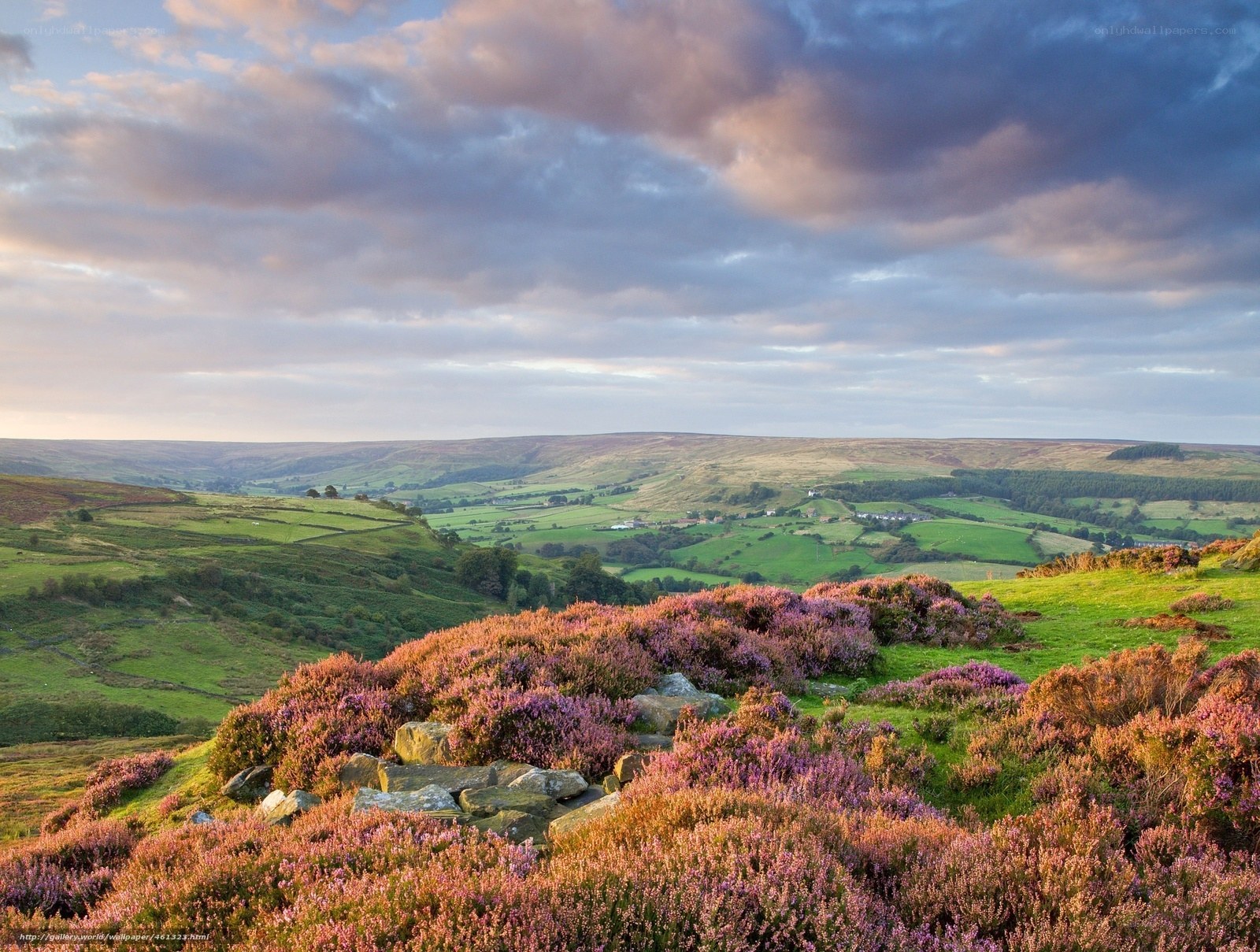 Purple heather on a hillside