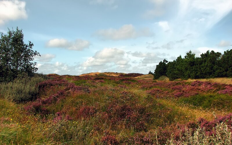 Purple heather on a sunny day