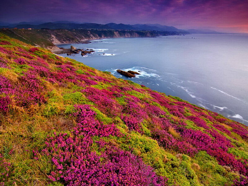 Purple Heather on Cliff — Dramatic