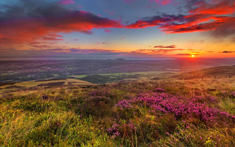 Purple Heather on Hillside — Dramatic, Sunrise