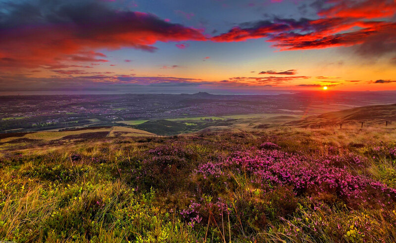 Purple Heather on Hillside — Red