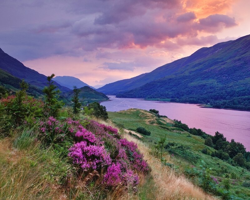 Purple Heather on Hillside — Serene