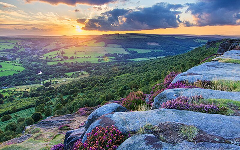 Purple Heather on Rocks — Green