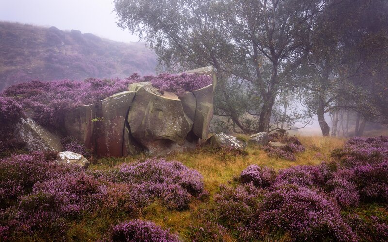 Purple Heather on Rocks — Misty