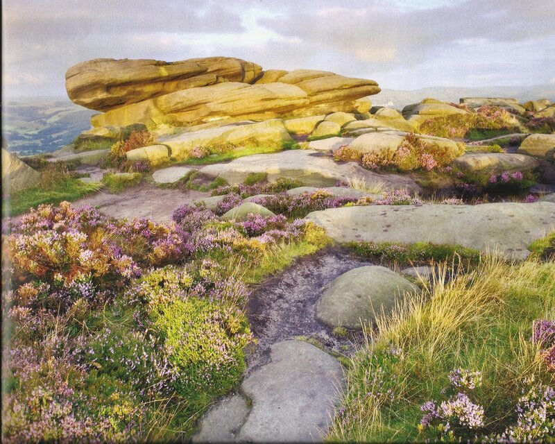 Purple Heather on Rocks — Serene