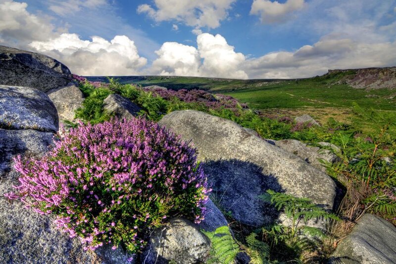 Purple Heather on Rocks