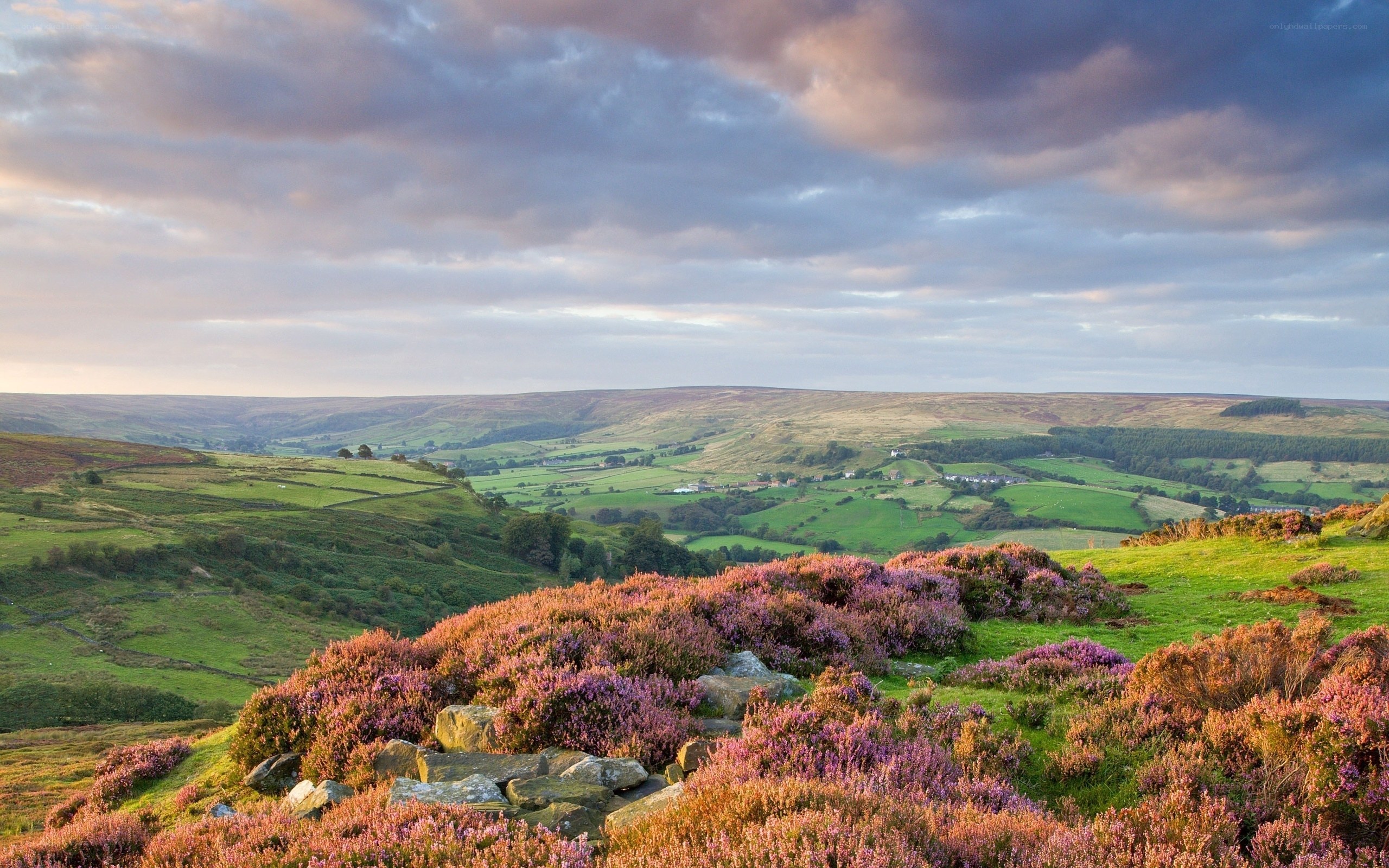 Purple heather on rolling hills