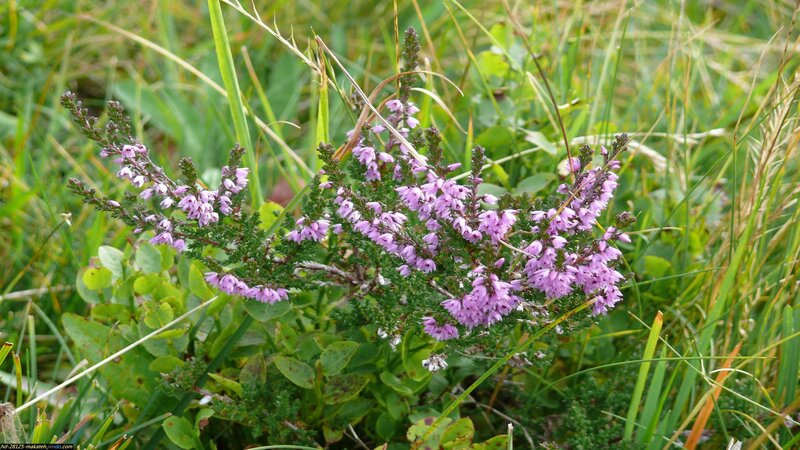 Purple Heather Plant