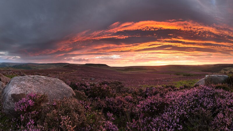 Purple heather under sunset sky