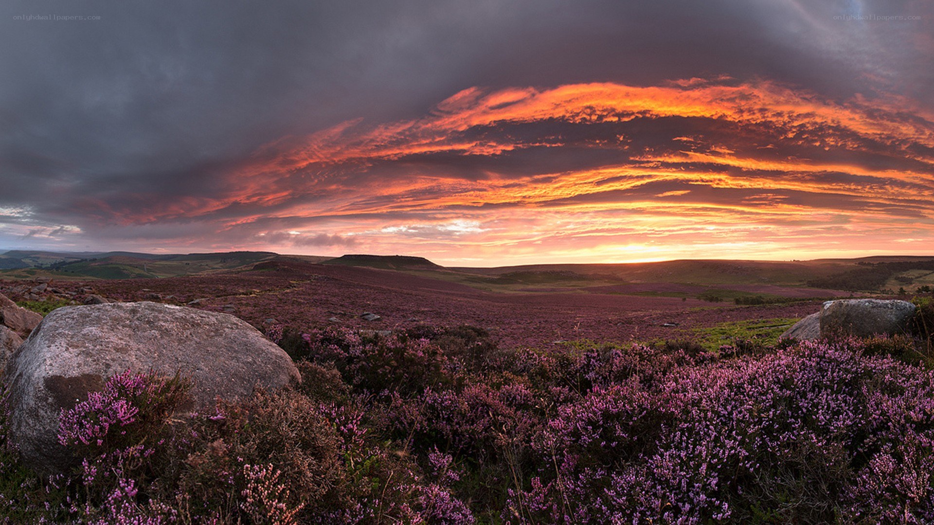 Purple heather under sunset sky