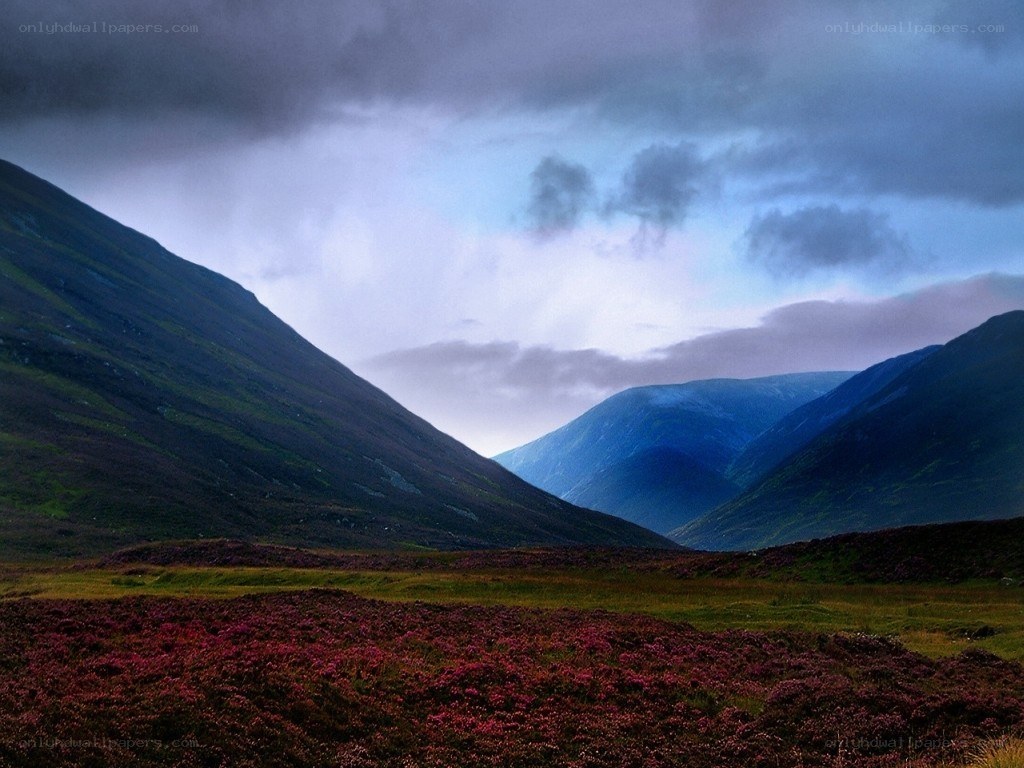 Purple heather valley at dusk