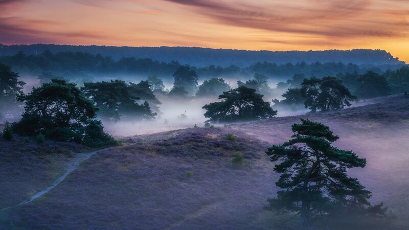 Purple Heathland at Dawn