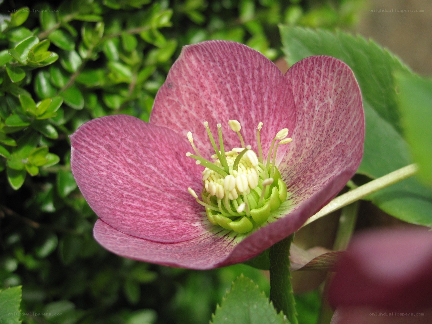 purple hellebore flower
