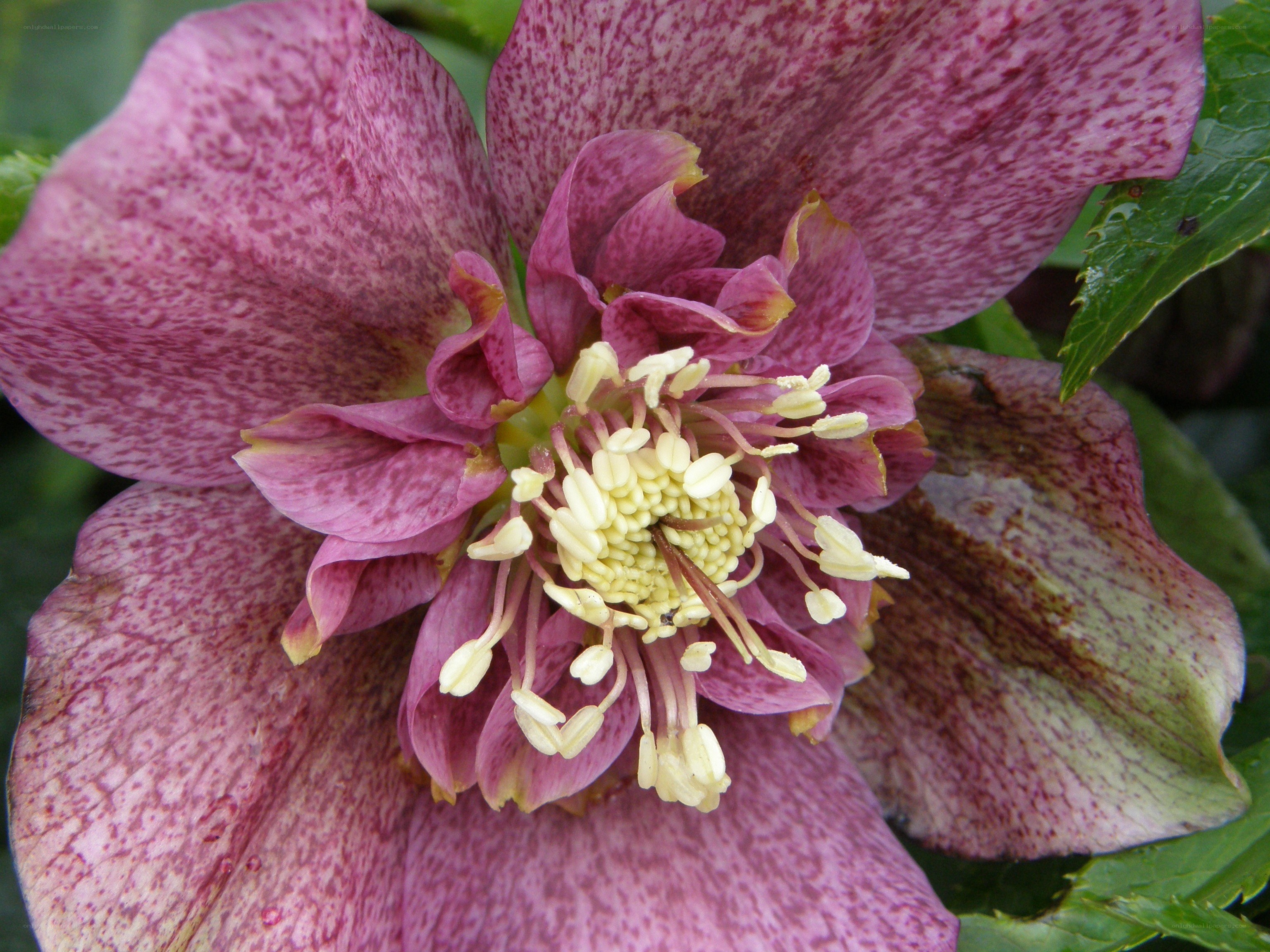 purple hellebore flower