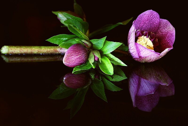 Purple Hellebore Flower — Dramatic