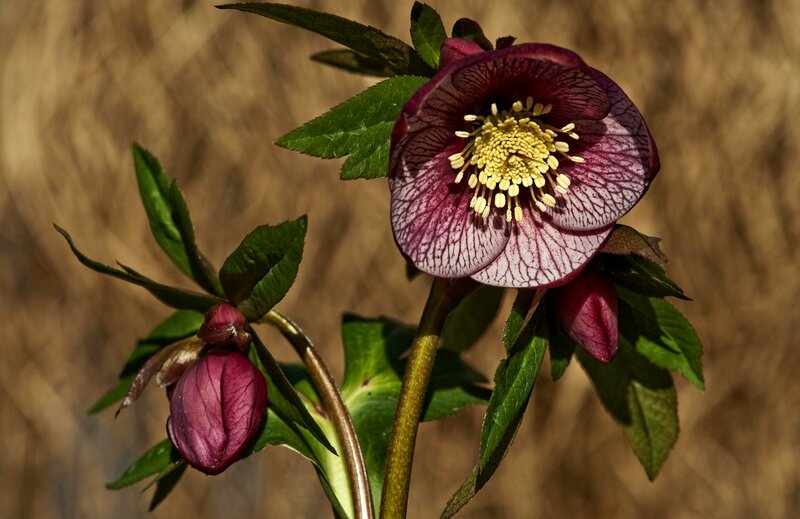 Purple Hellebore Flower — Natural