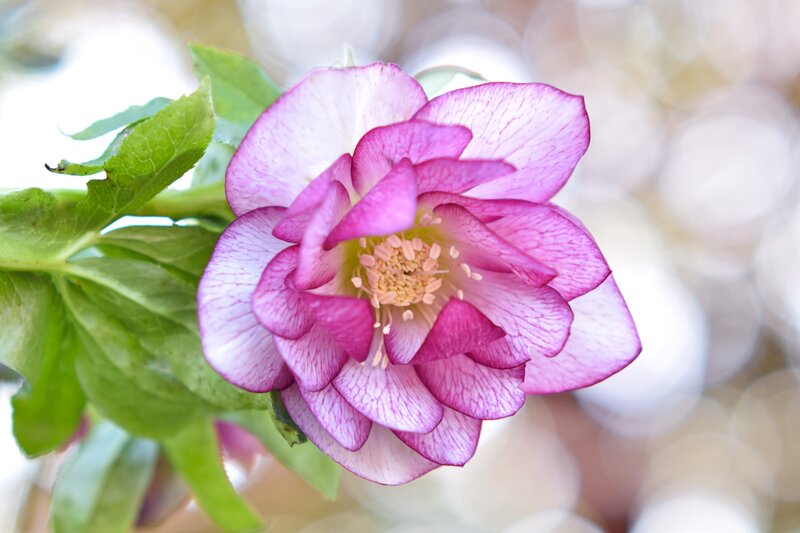 Purple Hellebore Flower — Pink, Serene