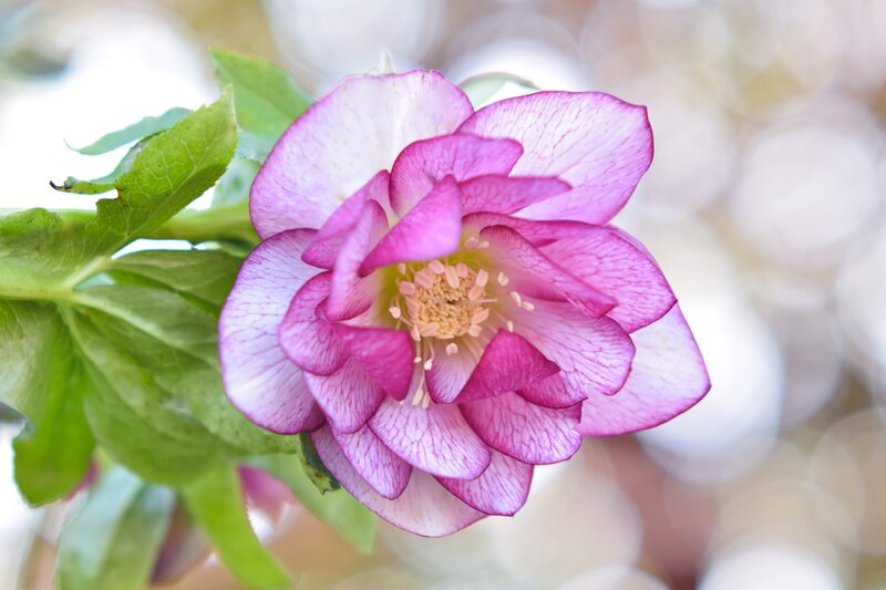 Purple Hellebore Flower — Pink