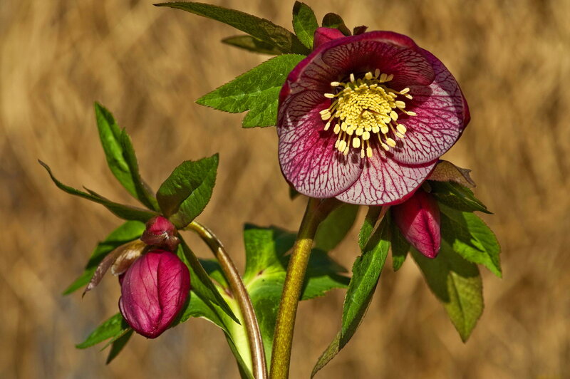 Purple Hellebore Flower — Serene, Spring