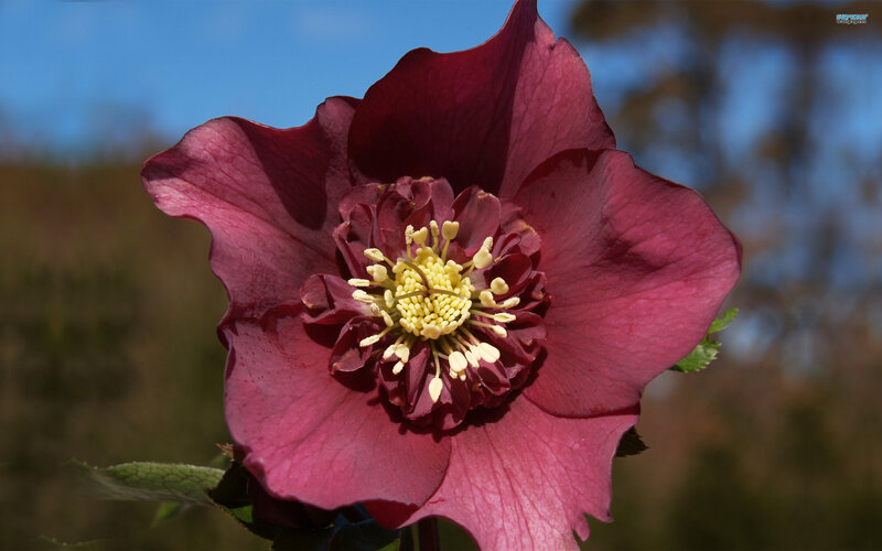 Purple Hellebore Flower — Serene
