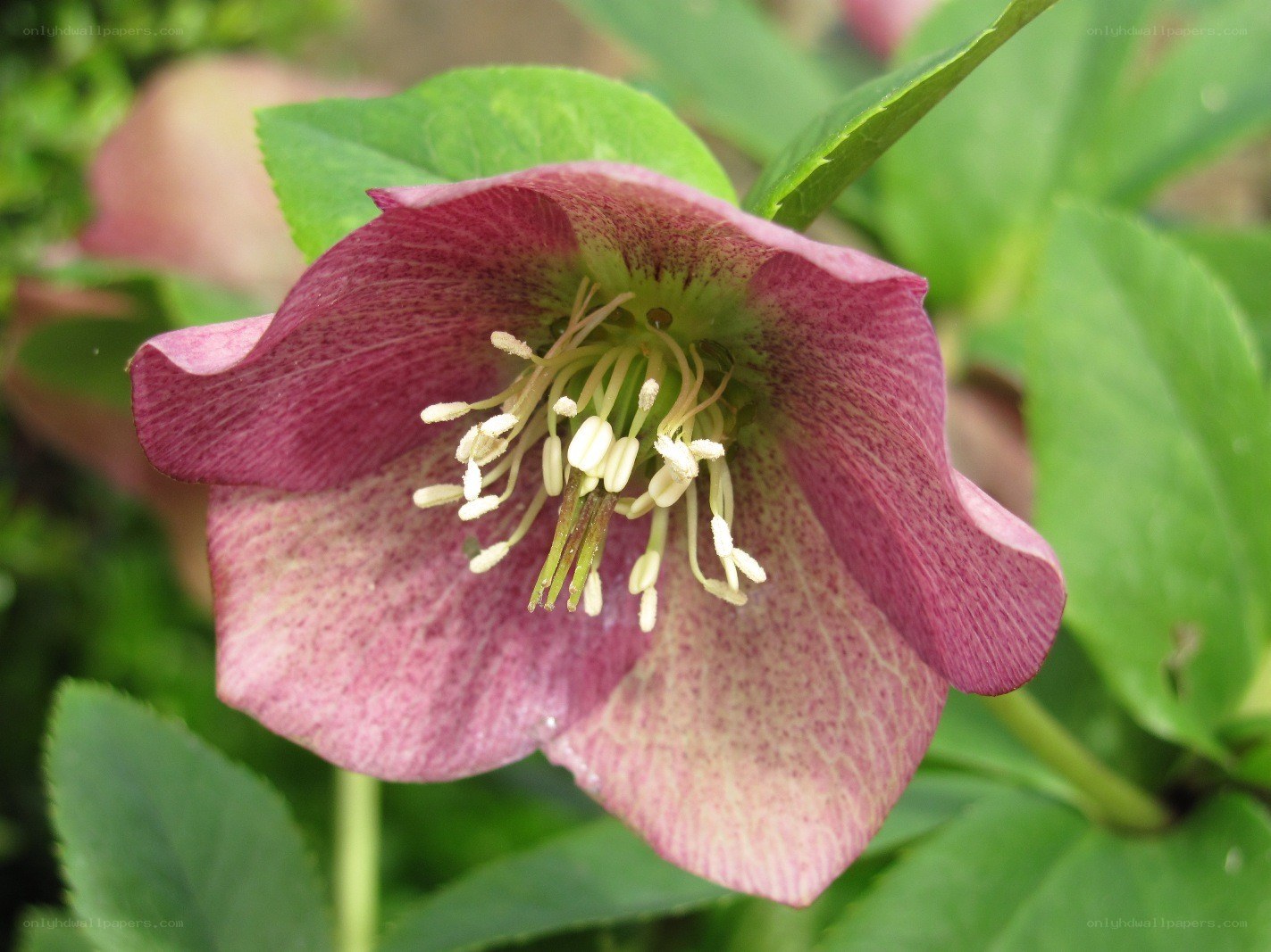 purple hellebore flower