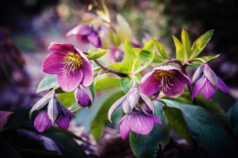 Purple Hellebore Flowers — Serene