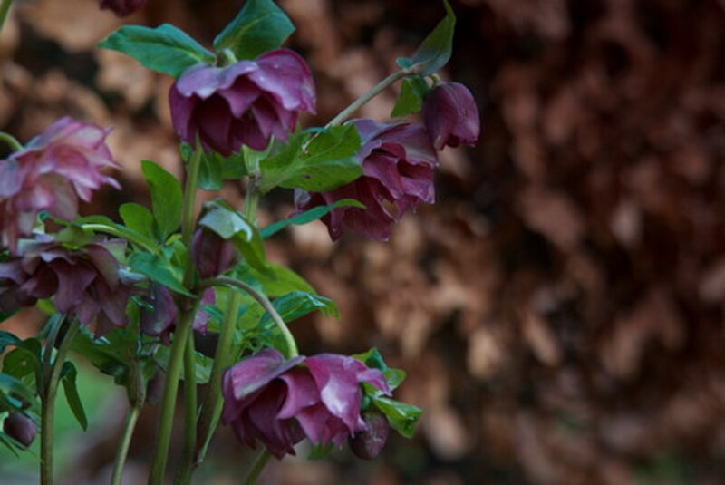 Purple Hellebore Flowers