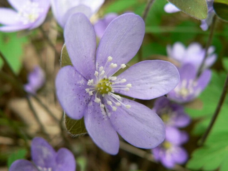 Purple Hepatica Flower