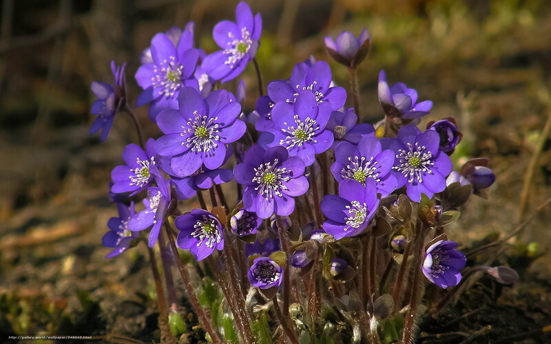 Purple Hepatica Flowers — Natural, Spring, Photograph, Soil