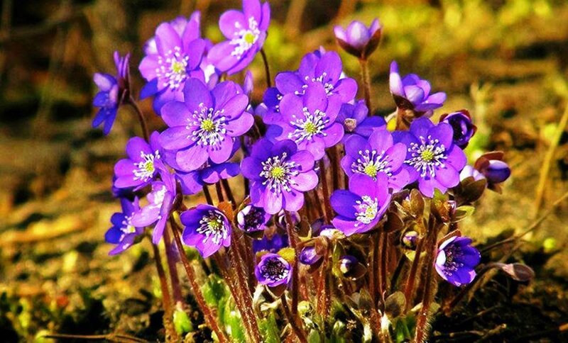 Purple Hepatica Flowers — Natural, Spring, Photograph