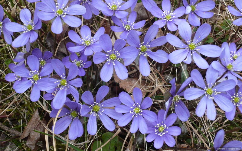 Purple Hepatica Flowers — Natural, Spring