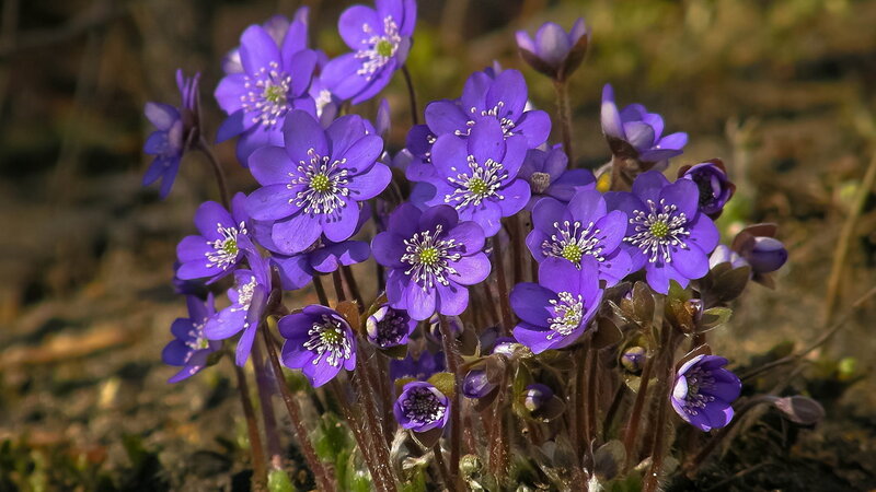 Purple Hepatica Flowers — Natural
