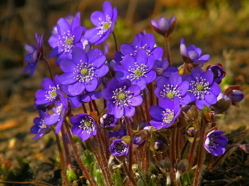 Purple Hepatica Flowers — Serene, Spring, Photograph