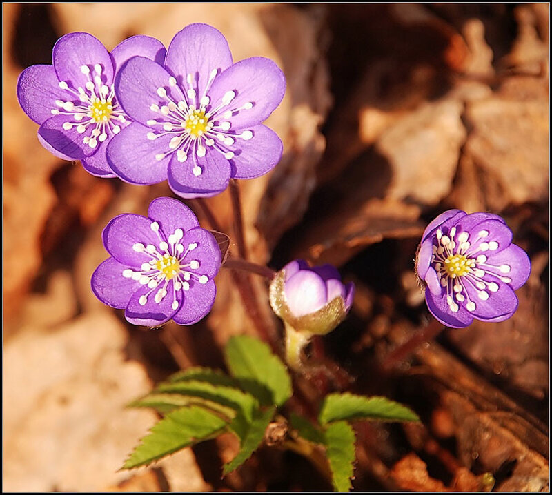 Purple Hepatica Flowers — Serene, Spring