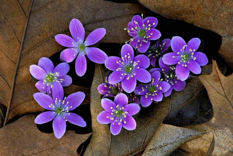 Purple Hepatica Flowers — Serene