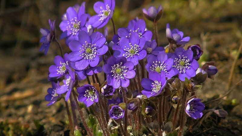 purple hepatica flowers