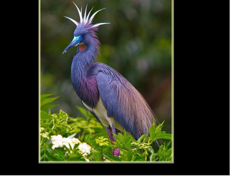 Purple Heron Bird